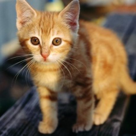 萌祯 的档案图片